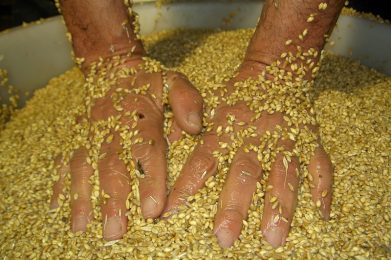Cerca del Grano Castelvetere