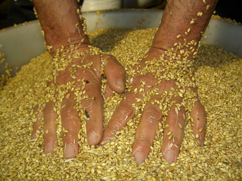 Cerca del Grano Castelvetere