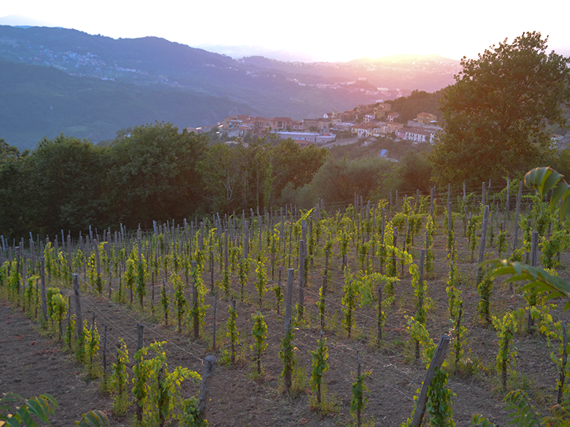 Greco Torrioni